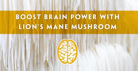 Which Superfood Mushrooms Boost Brain Health?