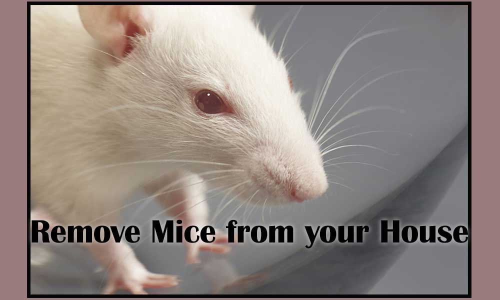 remove-mouse-from-your-house