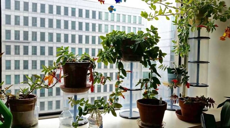 Hydroponic Systems: Why Is It Not Performing as Well as It Should?