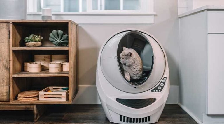 Do Self-Cleaning Cat Litter Boxes Really Work