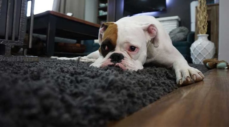 Mistakes to Avoid When Hiring Carpet Removal Services