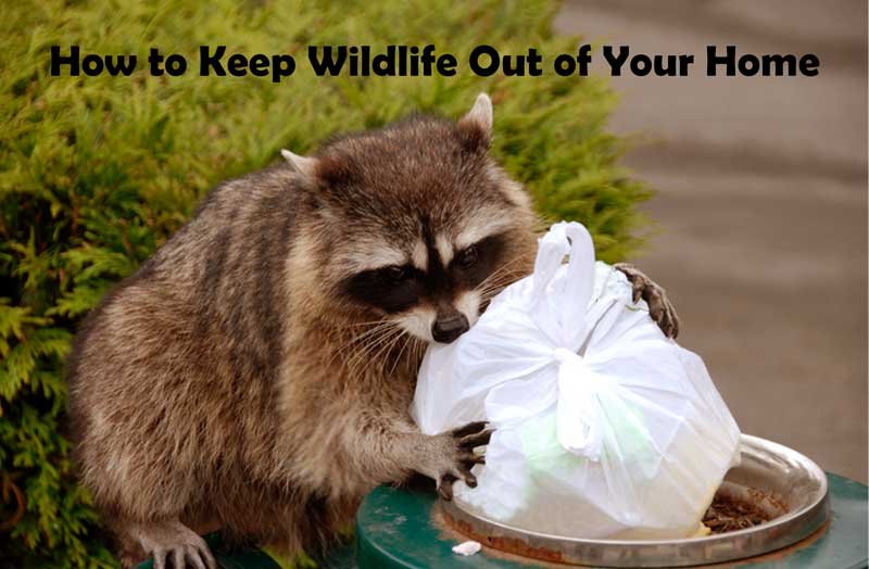 How to Keep Wildlife Out of Your Home