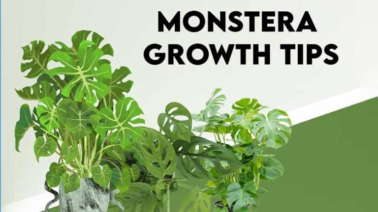 Monstera growth tips