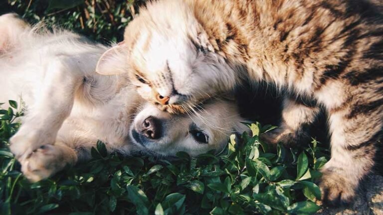 Pet-Warm-in-Winter