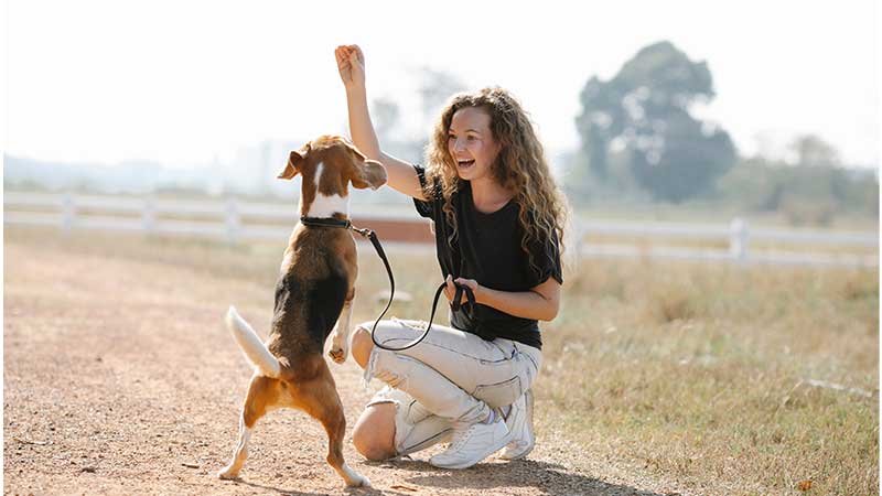 Basic Dog Commands