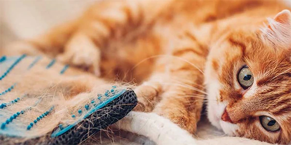 Cat Shedding